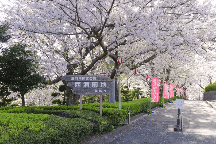 【さくら&times;海】さくら祭り「西浦園地」