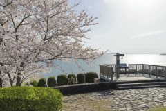 【さくら&times;海】さくら祭り「西浦園地」