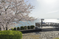 【さくら&times;海】さくら祭り「西浦園地」