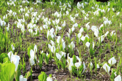 栂池の四季【スタンダードプラン】