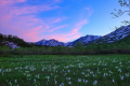 水芭蕉と夕景