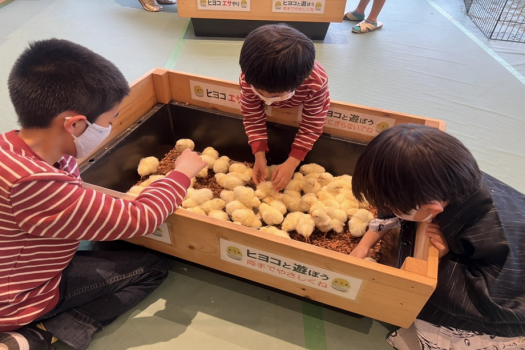 ひよことふれあい♪