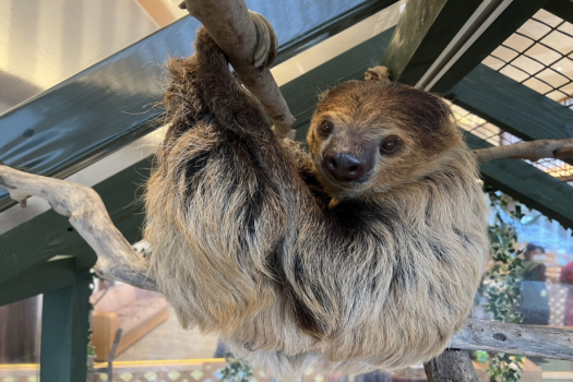 動物ふれあいランドでまってるよ♡