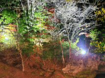 紅葉のライトアップ