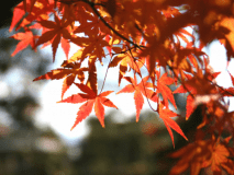 紅葉スポット多数！ぶどう狩りや秋の味覚に舌鼓！