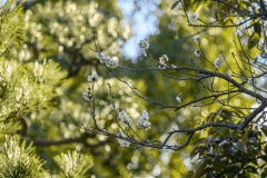【庭園散策】春を告げる梅の香り。自慢の日本庭園で、ひと足早い春の訪れをご堪能ください。