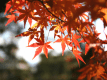 紅葉スポット多数!ぶどう狩りや秋の味覚に舌鼓! 紅葉スポット多数!ぶどう狩りや秋の味覚に舌鼓!
