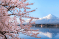 春はお花見に富士山観光に山梨旅を存分にお楽しみください