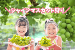 大粒で上品な甘みが特徴のシャインマスカットが120分間食べ放題！フルーツ王国石和の秋のお楽しみです！