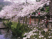 Sakura Kaiseki