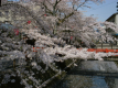 Sakura Kaiseki