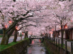 Sakura Kaiseki