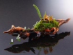 Chef's Choice Seasonal Kaiseki