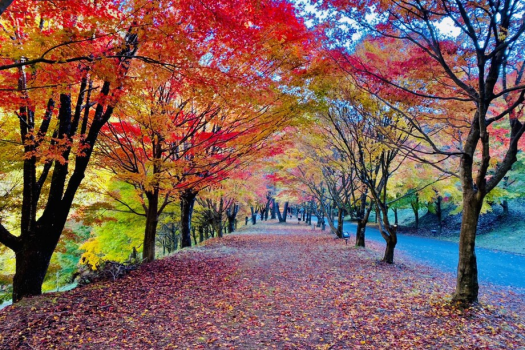 【秋旅限定】心ときめく紅葉と美食の旅×4/1リブランディングOPEN＜最大30％OFF/特典満載＞選べる創作ディナーコース