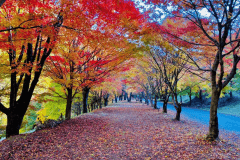 【秋旅限定】心ときめく紅葉と美食の旅×4/1リブランディングOPEN＜最大30％OFF/特典満載＞選べる創作ディナーコース