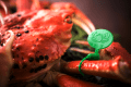 【The Ultimate Branded Live Crab Experience】 A Refined Full-Course Featuring One Whole Tag-Certified Premium Crab per Guest