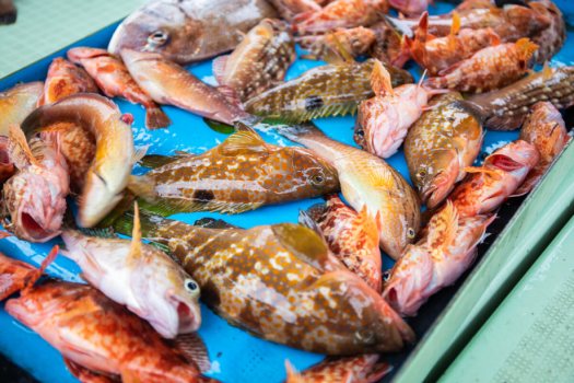 【天草つろう旅】釣ったお魚でおまかせ定食！上天草で釣り体験をサポート＜一泊二食付＞