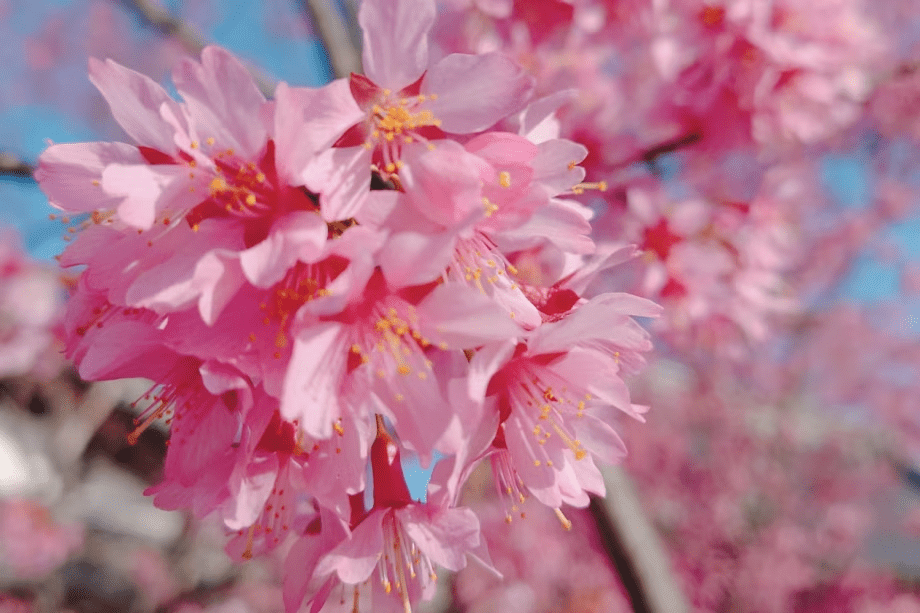毎年3月は「根府川おかめ祭」が開催されます。