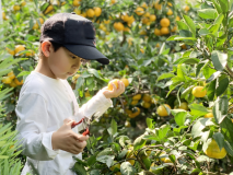 みかん狩りイメージ