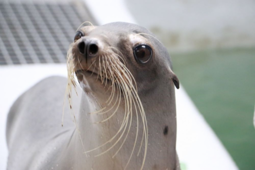 仙台うみの杜水族館の入館チケット付プラン♪