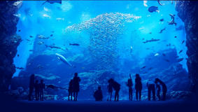 仙台うみの杜水族館の入館チケット付プラン♪