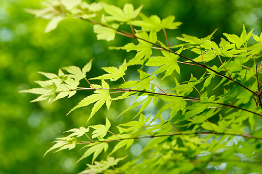 旅の方をお迎えする草木は青く色づいています。