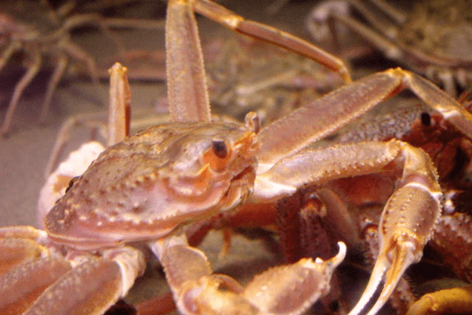 漁港より仕入れたカニを生け簀へ。食べる直前に〆てご提供いたします。