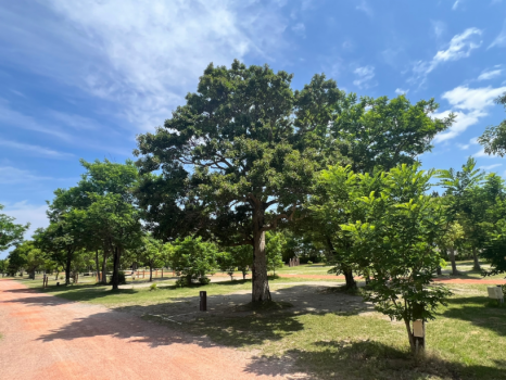 日帰りキャンプ（デイキャンプ）