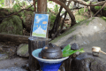 季節のウェルカムドリンク
