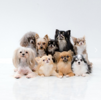 【85㎡洋室ログハウス】※ペット同伴OK 愛犬と共に過ごす1棟貸切ログハウス