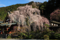 身延山