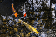 日本庭園の池には鯉が泳いでいます