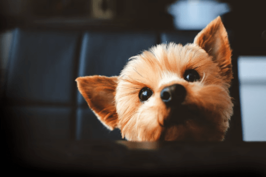 ＜基本プラン＞お部屋での滞在もお食事も、お休みの時間もワンちゃんとずっと一緒♪／定番！夕朝食付き