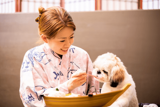 ＜基本プラン＞お部屋での滞在もお食事も、お休みの時間もワンちゃんとずっと一緒♪／定番！夕朝食付き
