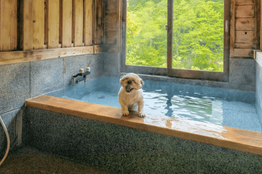 ＜基本プラン＞お部屋での滞在もお食事も、お休みの時間もワンちゃんとずっと一緒♪／定番！夕朝食付き