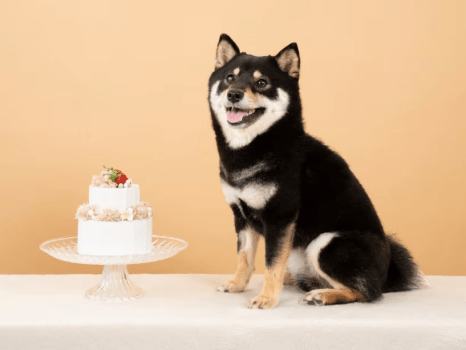 ワンちゃんとの絆がぐっと深まる！家族になった日を祝おう♪＜うちの子記念日プラン＞お祝い特典付き