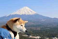 ＜冬のワン旅は山梨へ＞「宿泊料金＠5500円割引」お得な冬料金とワンちゃんにも嬉しい特典付き／1泊2食