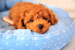 ＜コンパクトな和室が2間で機能的♪＞和室4.5畳＋和室7.5畳／お二人専用客室／就寝はお布団で／禁煙