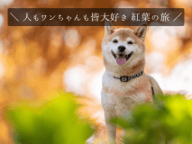 ＜夏＆初秋のワン旅は山梨へ＞夏～秋もワンちゃんと快適にお出かけ！ワンちゃん用アイスプレゼント／1泊2食