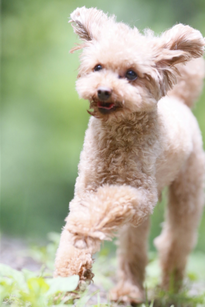 【1日1室限定】ワンちゃんと泊まれるプラン♪