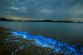 【Summer Limited | Breakfast Included】A Magical Night of Bioluminescence *Gift Ticket for the Onsen (Hot Spring) in Tamanoyu* 【Summer Limited | Breakfast Included】A Magical Night of Bioluminescence *Gift Ticket for the Onsen (Hot Spring) in Tamanoyu*