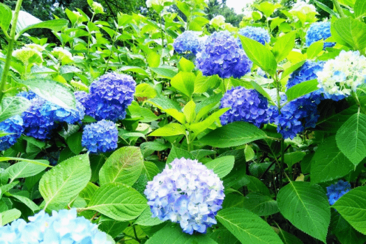 小野池あじさい公園では、例年6月中旬から紫陽花が見頃です。夜間はライトアップも