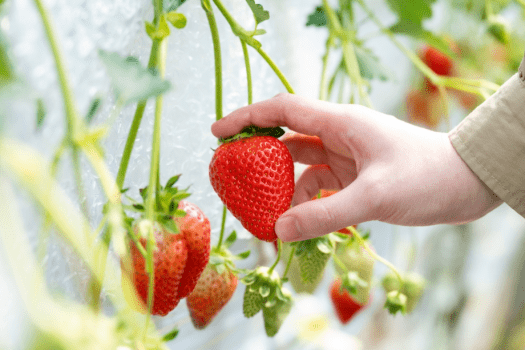 【1泊朝食プラン】40分いちご狩り体験付〇旬の苺が食べ放題♪お車で約15分「strawberry lab」
