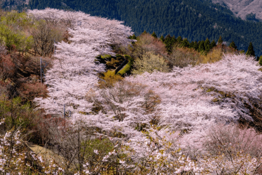 桜山公園。冬桜７０００本、ソメイヨシノ３０００本の合計１万本の桜が咲き競います。