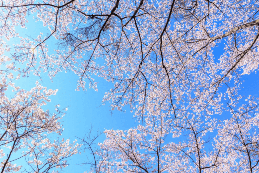 桜の季節。春の心地よい風に誘われて、お花見へお出かけしませんか？