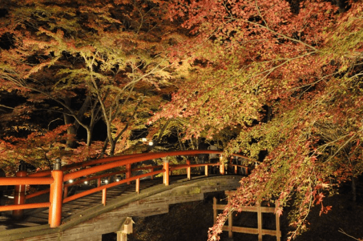 紅葉の河鹿橋ライトアップ