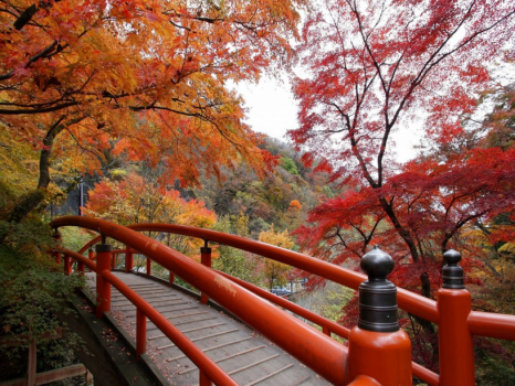 紅葉の河鹿橋
