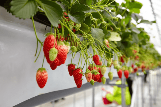 原田農園体験チケット付！6月上旬まではいちご狩りが楽しめます。