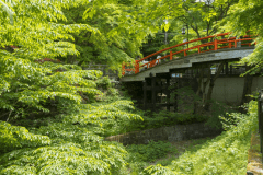 朱色の「河鹿橋」が緑の中で美しいコントラストを見せてくれます。