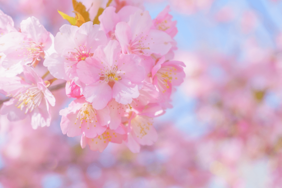 春爛漫♪新生活を応援！